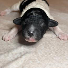 Girl 1 - Parti female Goldendoodle puppy in Saint Louis, Missouri from Jax Doodles