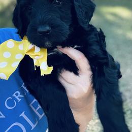 Goldendoodle Puppies from Thompson Creek Doodles