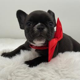 Gloria - Brindle female French Bulldog puppy in Largo, Florida from Big Daddy Frenchies