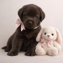 Bella - Chocolate female Labrador Retriever puppy in Wauconda, Illinois from Oksana's Labrador Retrievers