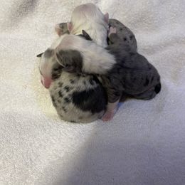 Girl 2 - Blue merle female Miniature Australian Shepherd puppy in Kingsport, Tennessee from Copper Line Aussies