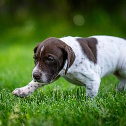 German Shorthaired Pointer Puppies from Jessica Hennick
