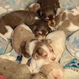Dachshund puppies from Hot Diggity Doxies of Dothan