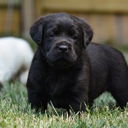Labrador Retriever Puppies from Jamboree Labradors