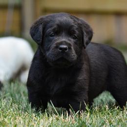 Labrador Retriever Puppies from Jamboree Labradors