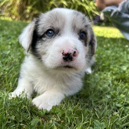 Nashville - Red merle and white male Cardigan Welsh Corgi puppy in Clio, Michigan from Old Oak Cardigans