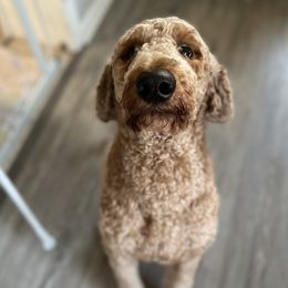 Labradoodles from Sunshine Doodles