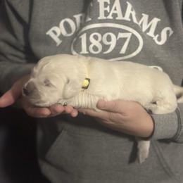 Boy pick 1 - Light golden male Golden Retriever puppy in Waterford, Pennsylvania from Living on Faiths Golden Retrievers