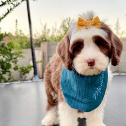 Loyalty - Chocolate female Australian Labradoodle puppy in Tucson, Arizona from Saguaro Blossom Doodles