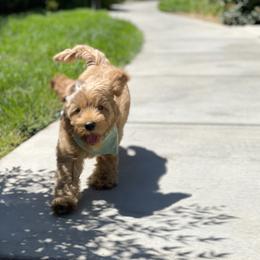Australian Labradoodle Puppies from Pixie Doodle Paws