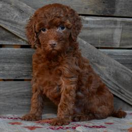 Female 5 - Light Pink Collar - Red female Irish Doodle puppy in Macedon, New York from Toodles Goldendoodles