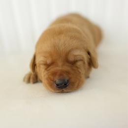 Kieran - Yellow male Labrador Retriever puppy in Allons, Tennessee from UC Labradors LLC