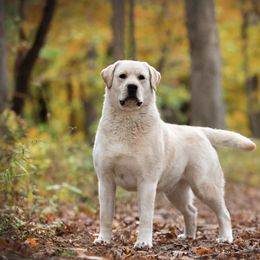 Sheldon - Labrador Retriever
