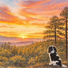 Cavalier King Charles Spaniels from Copper Cliff Cavaliers