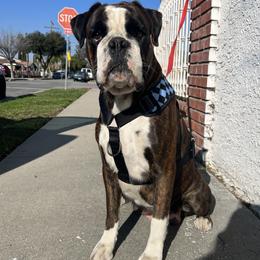 Zena - Boxer