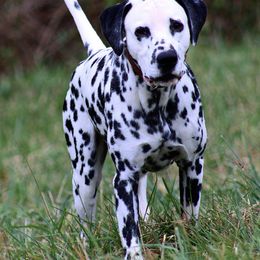 Lukan  - Dalmatian