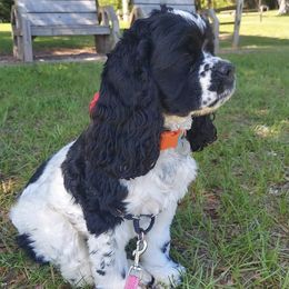Daphnie - Cocker Spaniel