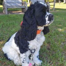 Daphnie - Cocker Spaniel