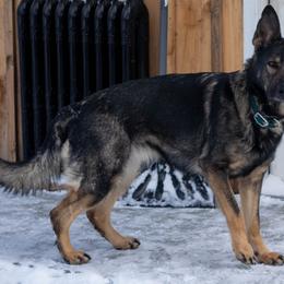 Mercy - German Shepherd