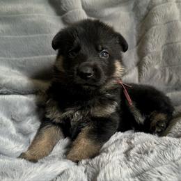 Sansa Stark - Bi-color female German Shepherd puppy in Chino, California from BlueStone K9