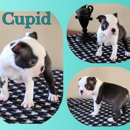 Cupid - Seal and white male Boston Terrier puppy in Rogersville, Alabama from Angel's Boston Terriers and French Bulldog