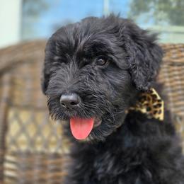 AKC Bear - Black male Bouvier des Flandres puppy in Marionville, Missouri from Sandbox Puppies