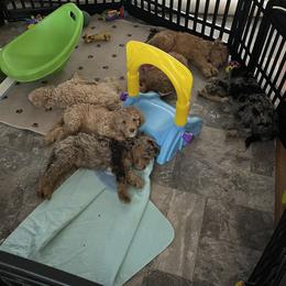 Golden Aussiedoodle and Goldendoodle Puppies from Law Doodles of SC