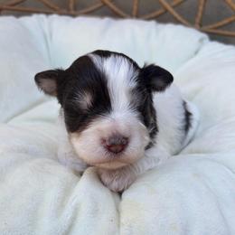 Leela - Parti female Miniature Schnauzer puppy in Calera, Alabama from Tuck’s Farmstead