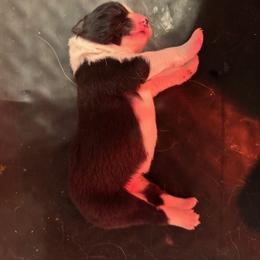 Girl 1 - Black Border Collie puppy in Lititz, Pennsylvania from Hounds of Rabbit Hill