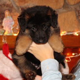 Girl 1 - Black and red female German Shepherd puppy in Claysville, Pennsylvania from Von Kunstlerisch