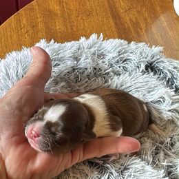 Tastes - Red and white male Shih Tzu puppy in Sutton, West Virginia from Meadow Lane Pups