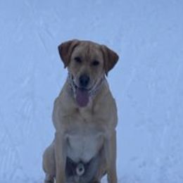 French Bulldogs and Labrador Retrievers from Little Wood Frenchies