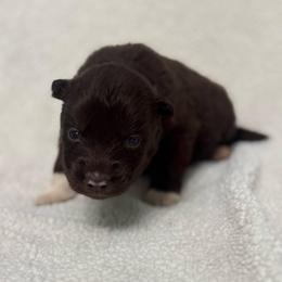 Hail - Red and white female Siberian Husky puppy in London, Ohio from Rose Trail Siberian’s