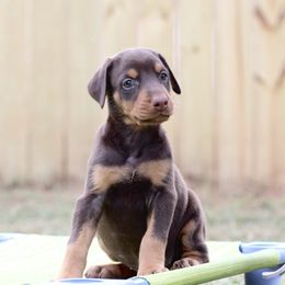 Girl 4 - Red and rust female Doberman Pinscher puppy in Williamston, Sc, South Carolina from Dutton Dog Co & Dalla Grazia Doberman