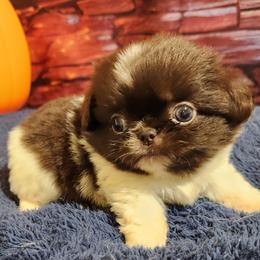 Pekingese, Poodle, and Shih Tzu Puppies from Happy puppies