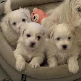 Girl 1 - White female Coton de Tulear puppy in Suffolk County, New York from Island Crest Cotons