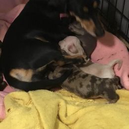 Dachshunds from Connie Munoz's Dachshunds