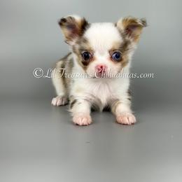 Meg - Merle female Chihuahua puppy in Anderson, South Carolina from Lil Treasures Chihuahuas