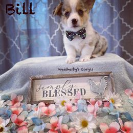 American Corgi and Pembroke Welsh Corgi Puppies from Weatherby’s Corgis