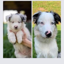 Border Collie All Grown Up from Dual Traxx Border Collies