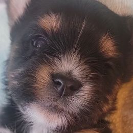 Girl 1 - Black tan and white Biewer Terrier puppy in North Augusta, South Carolina from Tiny Paws Luxury Pets