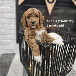 Yellow - Red male Labradoodle puppy in Payson, Utah from Utah County Labradoodles