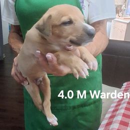 WARDEN - Red brindle male Whippet puppy in Ocala, Florida from Sandstorm Whippets