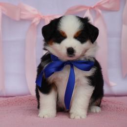 San Antonio - Black tri male Miniature Australian Shepherd puppy in Circleville, Utah from Canyon Creek Aussies