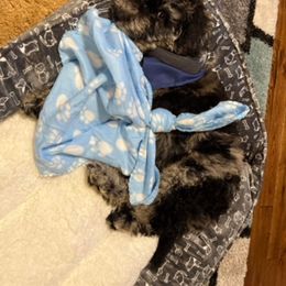 Goldendoodle and Poodle Puppies from SnickerDoodlePups