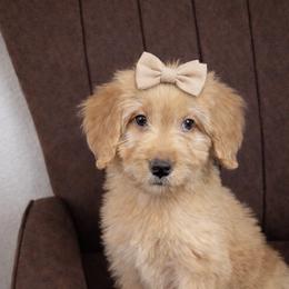 UCLA - Red  female Goldendoodle puppy in Humble, Texas from Simply Dane Doodles