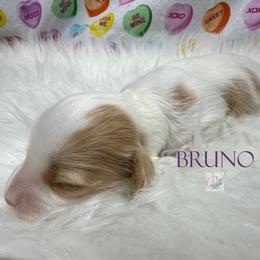 Bruno - Dapple male Dachshund puppy in Waseca, Minnesota from Dragonfly Doxies