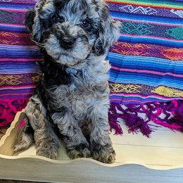 Aussiedoodle, Australian Shepherd, Bernedoodle, Cockapoo, and Poodle Puppies from Sis' Doodles & Poodles