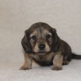 Dachshund Puppies from Rustic Bark Page's Dachshunds