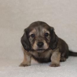Dachshund Puppies from Rustic Bark Page's Dachshunds